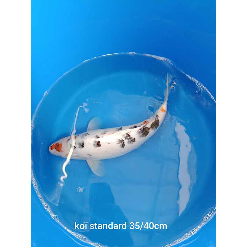 koi standard 35-40 cm