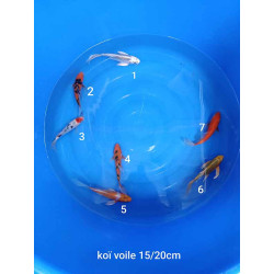 koi voile 15-20 cm