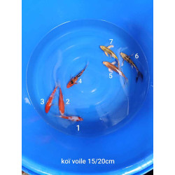 koi voile 15-20 cm