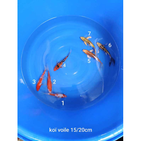 koi voile 15-20 cm