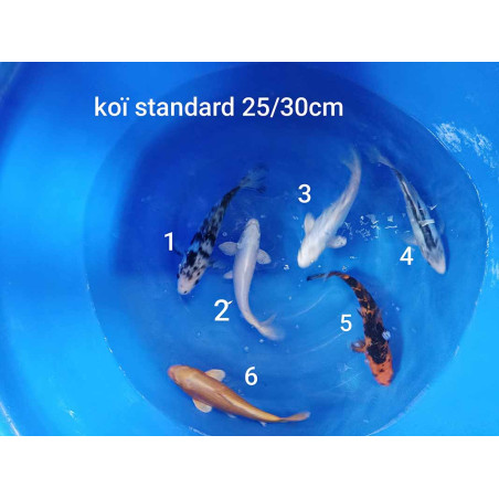 koi standard 25-30cm