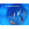 koi standard 25-30cm