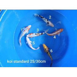 koi standard 25-30