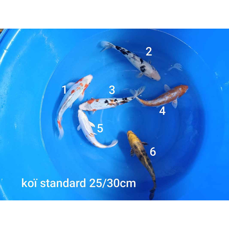 koi standard 25-30