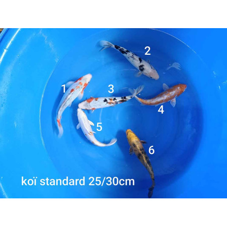 koi standard 25-30