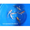 koi standard 25-30
