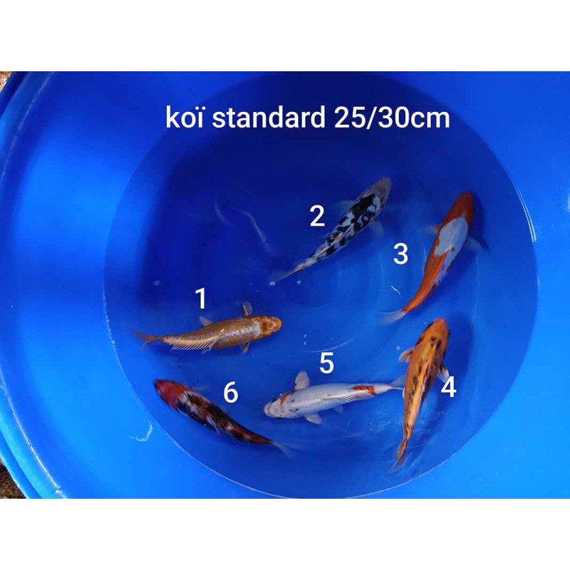 koi standard 25-30 cm