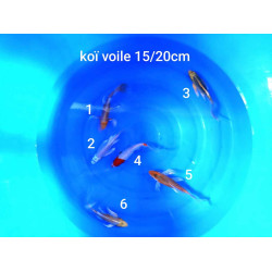 koi voile 15-20 cm