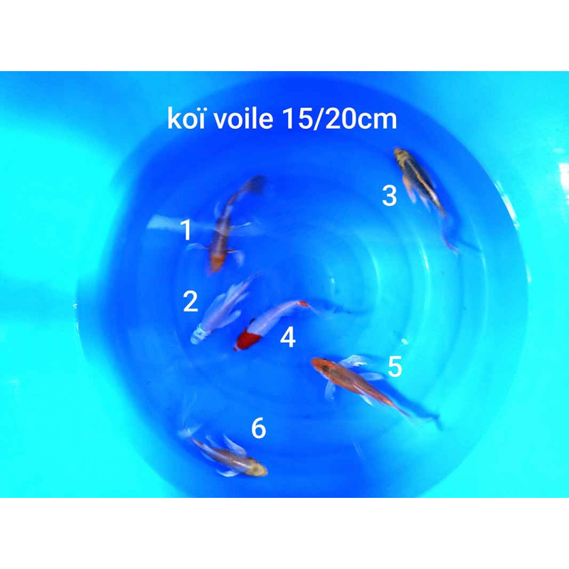 koi voile 15-20 cm