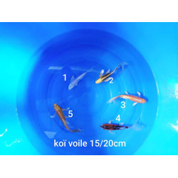 koi voile 15-20 cm