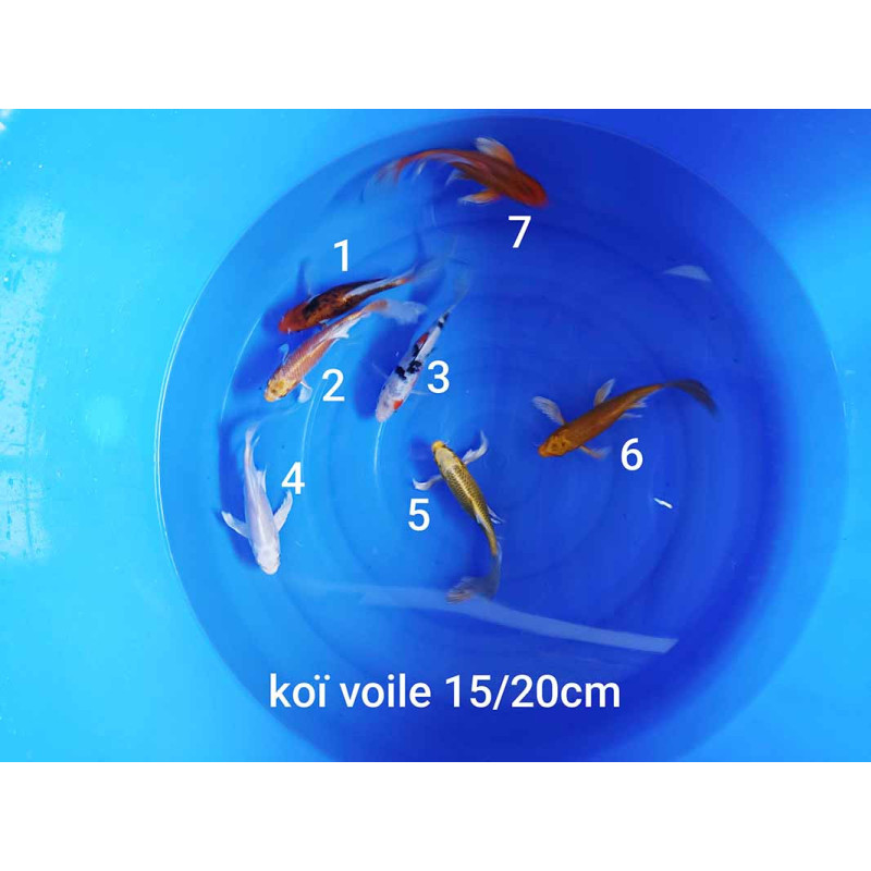 koi voile 15-20 cm