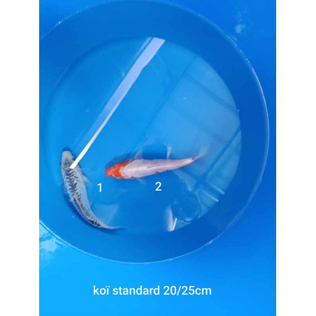 koi standard 20-25 cm
