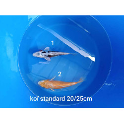 koi standard 20-25 cm