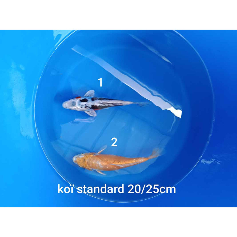 koi standard 20-25 cm