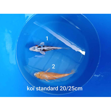 koi standard 20-25 cm