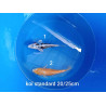 koi standard 20-25 cm