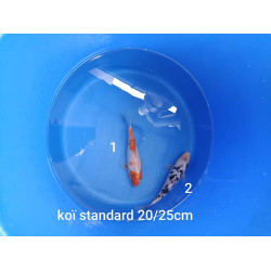 koi standard 20-25 cm
