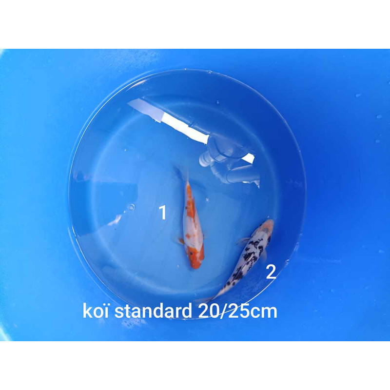koi standard 20-25 cm