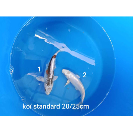 koi standard 20-25 cm