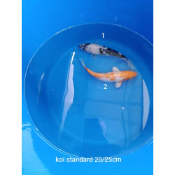 koi standard 20-25 cm