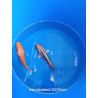 koi standard 20-25 cm