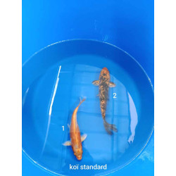 koi standard 20-25 cm