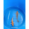 koi standard 20-25 cm
