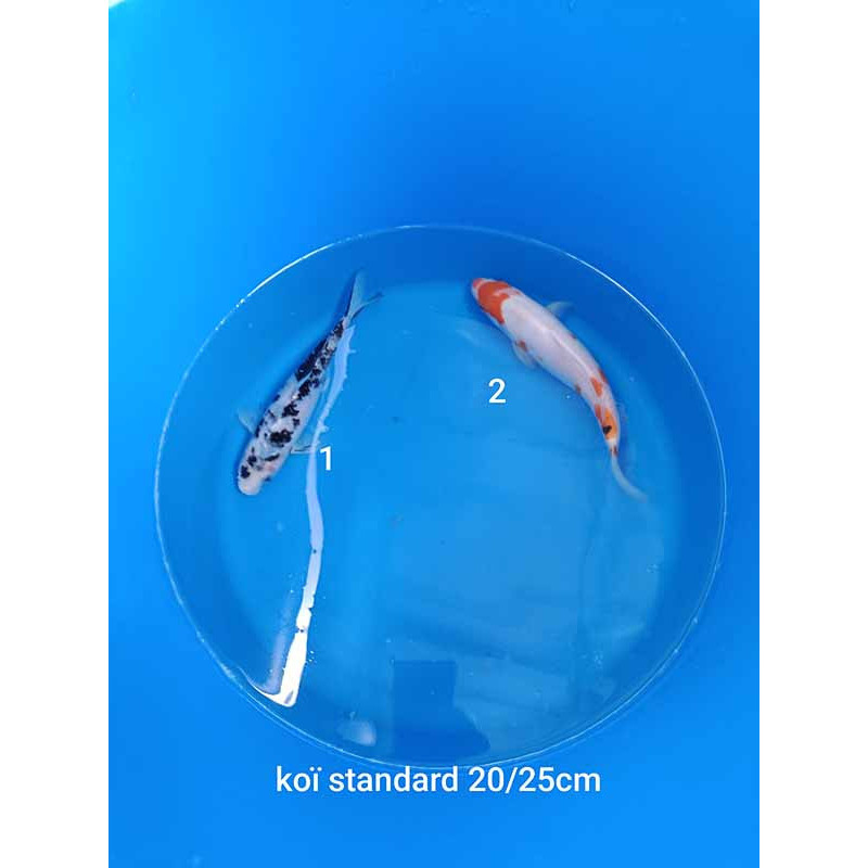 koi standard 20-25 cm