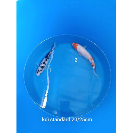 koi standard 20-25 cm