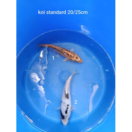 koi standard 20-25 cm