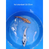 koi standard 20-25 cm