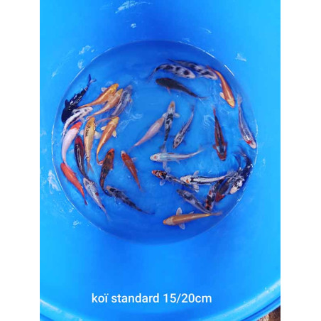 koi standard 15-20 cm