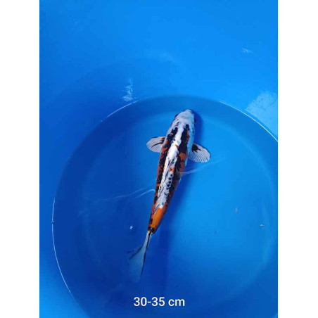koi slection 30-35cm