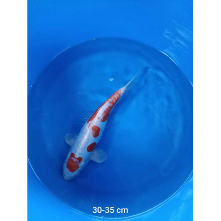 koi selection 30-35cm