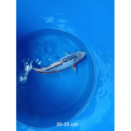 koi selection 30-35 cm