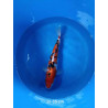 koi selection 30-35cm