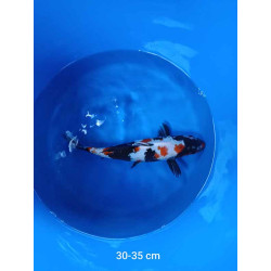 koi selection 30-35cm