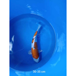 koi selection 30-35cm