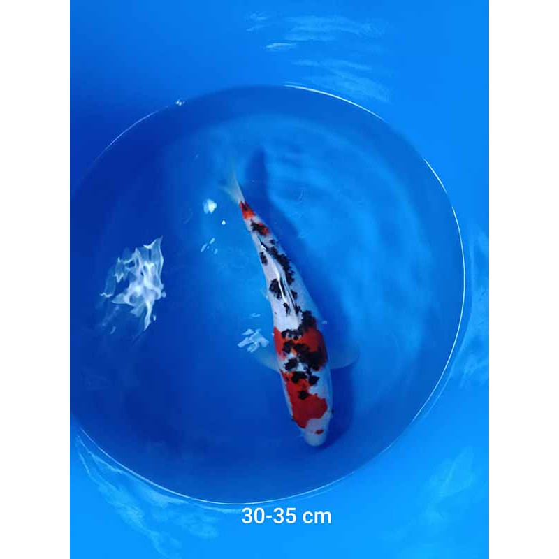 koi selection 30-35cm