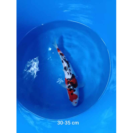 koi selection 30-35cm