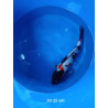 koi selection 30-35cm