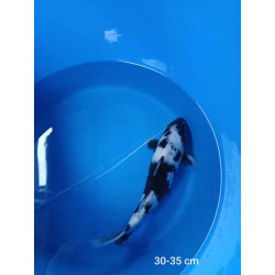 koi selection 30-35cm
