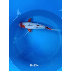 koi selection 30-35cm