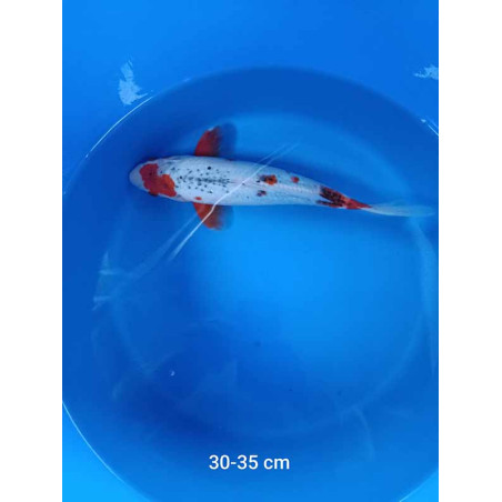 koi selection 30-35cm