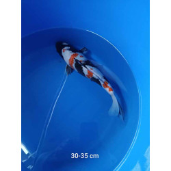 koi selection 30-35cm