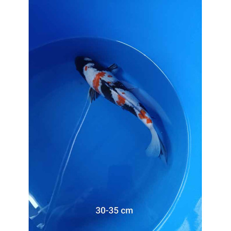 koi selection 30-35cm