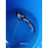 koi selection 30-35cm