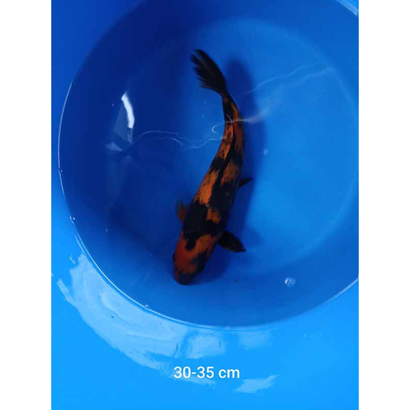 koi selection 30-35cm