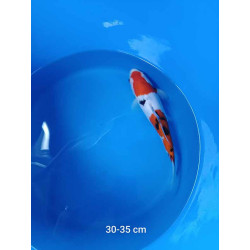 koi selection 30-35cm