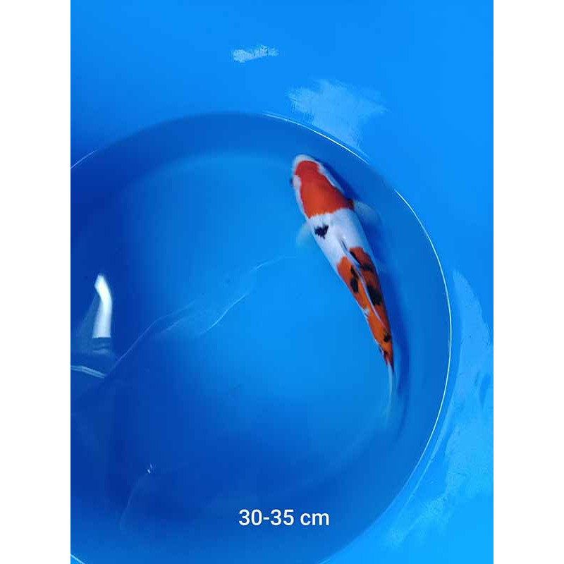 koi selection 30-35cm